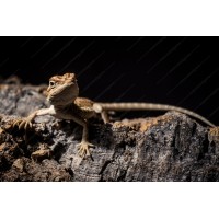 Pogona vitticeps - Dragón barbudo hypo Pogona vitticeps - Dragón barbudo hypo